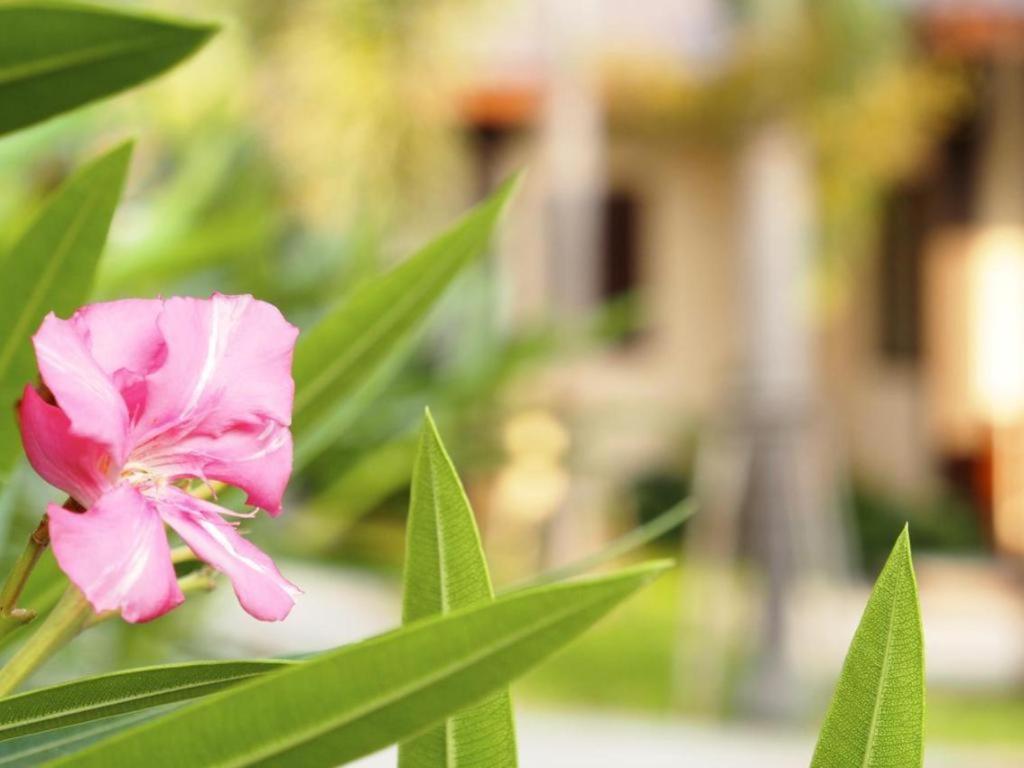 Resort Rose Bay 3*